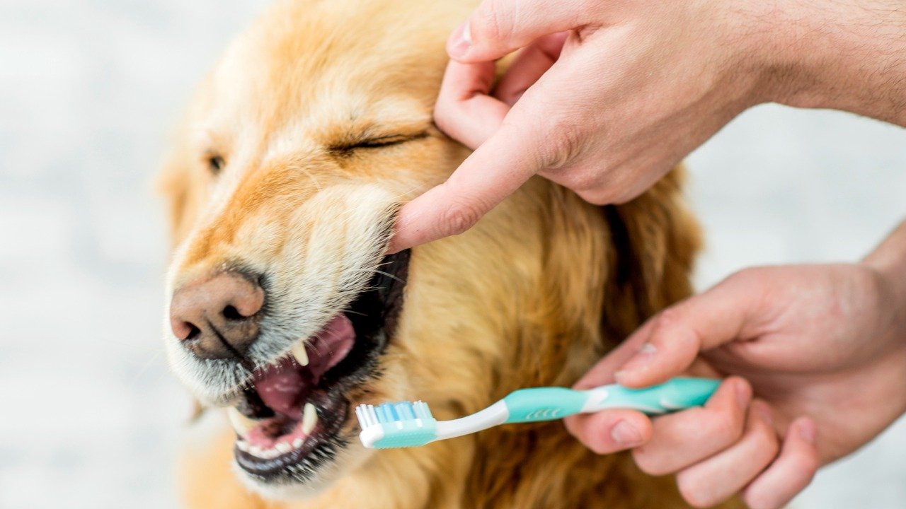 escovar dentes cão