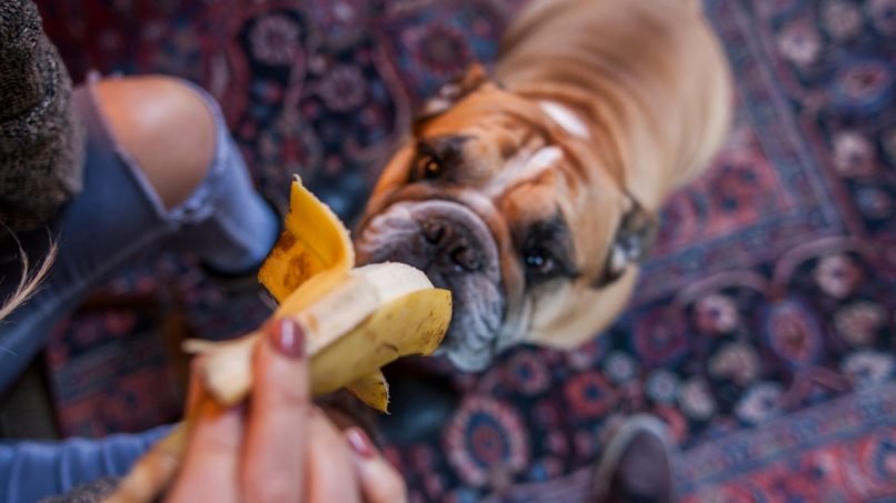 cão comendo banana