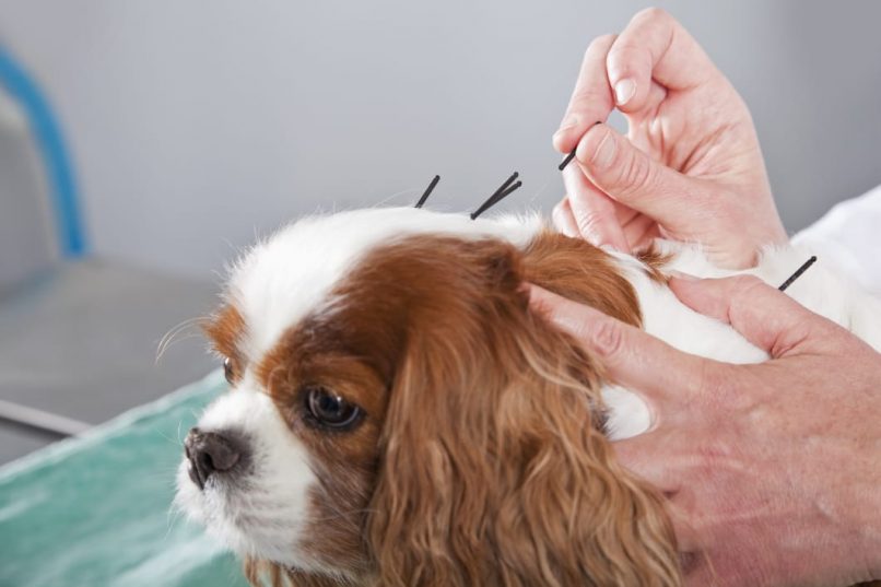 Aulife Pet acupuntura
